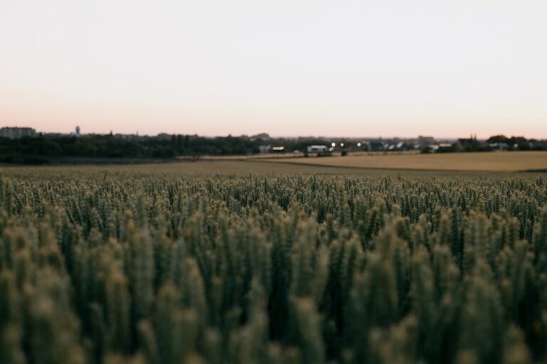 Ce înseamnă când visezi un ogor plin de recolte și ce simbolizează acest vis