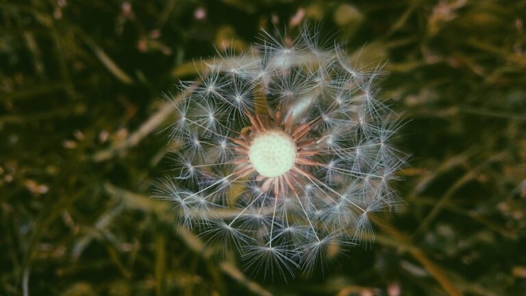 Cum să interpretezi visele despre miracolul unei renașteri