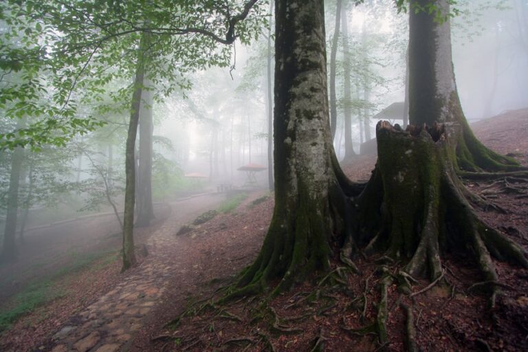Vise despre păduri și natură: ce înseamnă când te pierzi într-o pădure sau o junglă