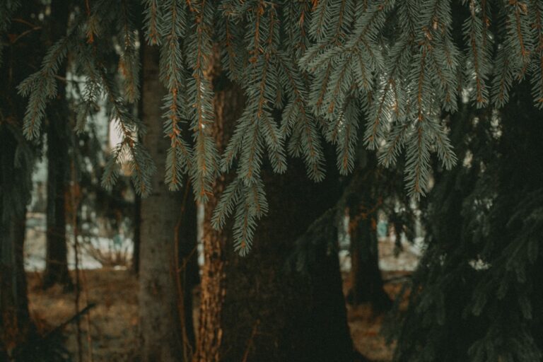 iartă-ne sau iartăne – Cum se scrie corect