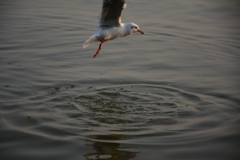 Metoda Skimming: utilizare și aplicare corectă